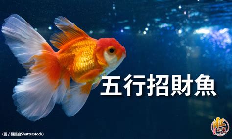 招財魚有哪些|【招財風水魚種類】招財風水魚懶人包：品種、特性、影響運勢一。